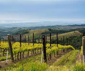 Daou Winery