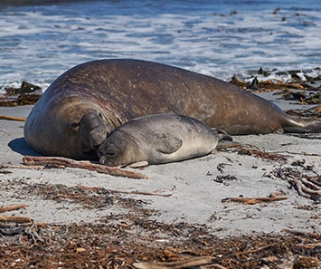 Elephant Seals in San Simeon Sept-Feb typically