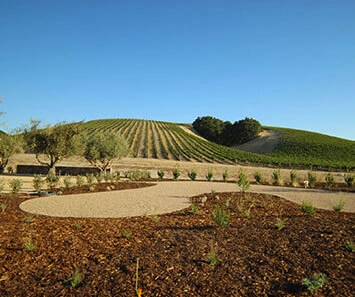 Niner Vineyard